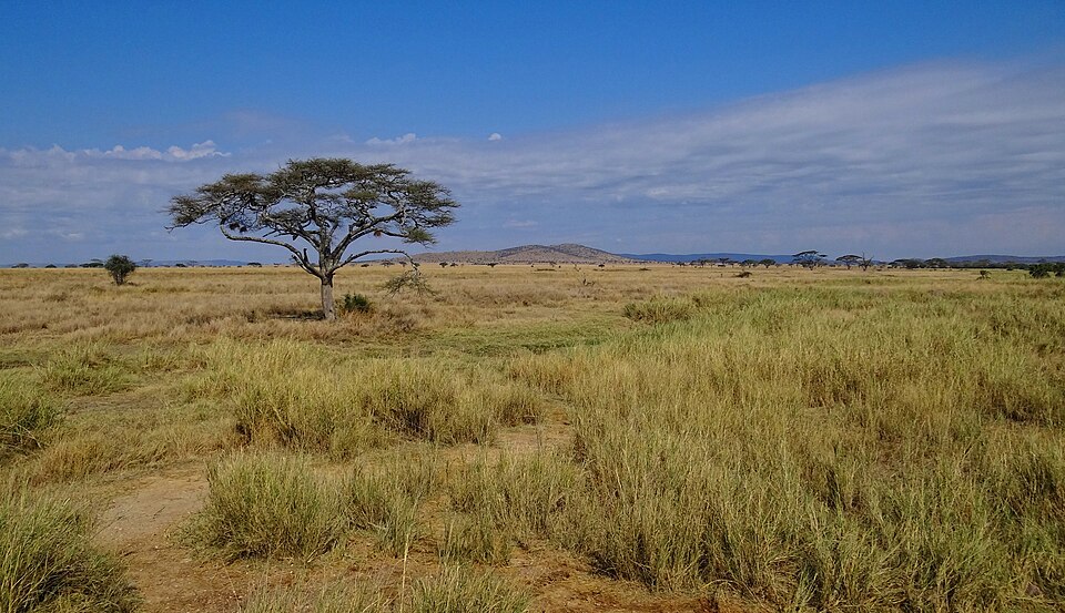 Ponto Turístico Pântanos de Mara em Maasai Mara