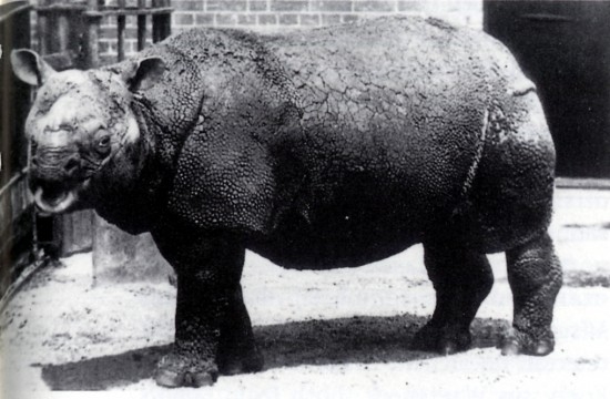 Ponto Turístico Santuário de Rinocerontes em Lake Nakuru
