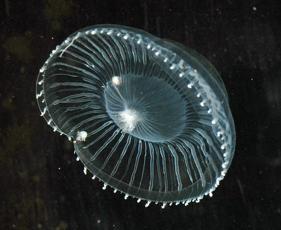 Ponto Turístico Vancouver Aquarium em Vancouver
