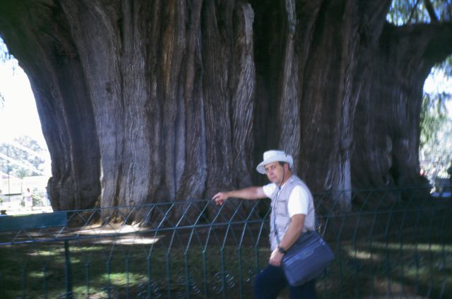Ponto Turístico Árbol del Tule em Oaxaca de Juárez