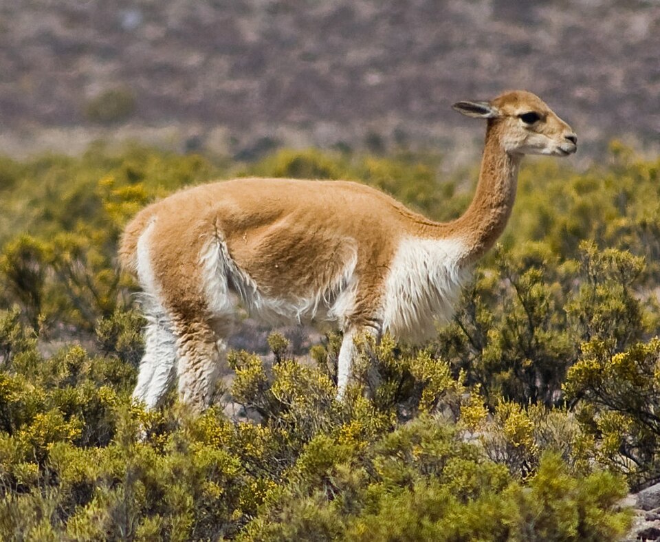 Ponto Turístico Mundo Alpaca em Arequipa