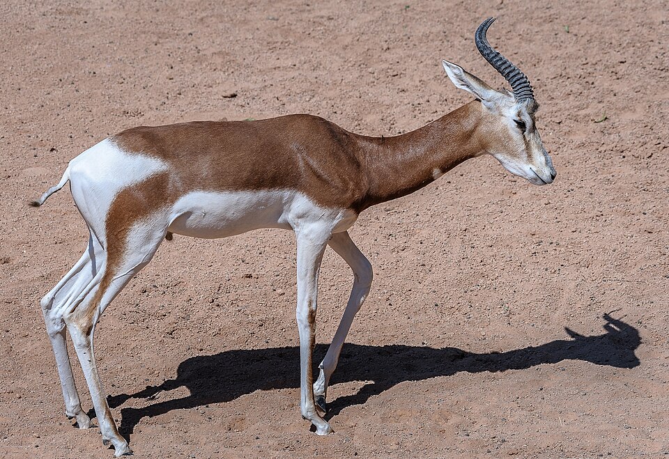 Ponto Turístico Bioparc Valência (Jardim Zoológico) em Valência