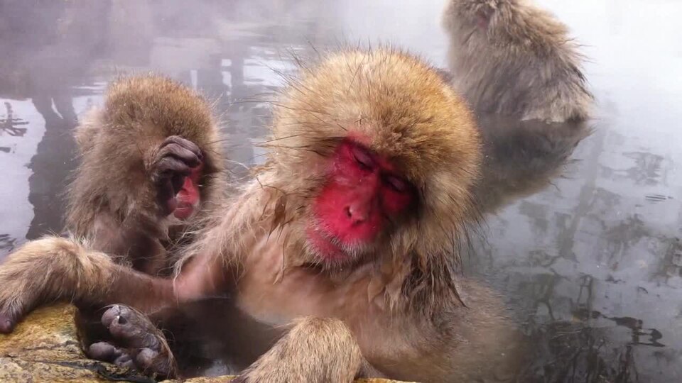 Ponto Turístico Parque de Macacos de Jigokudani em Nagano