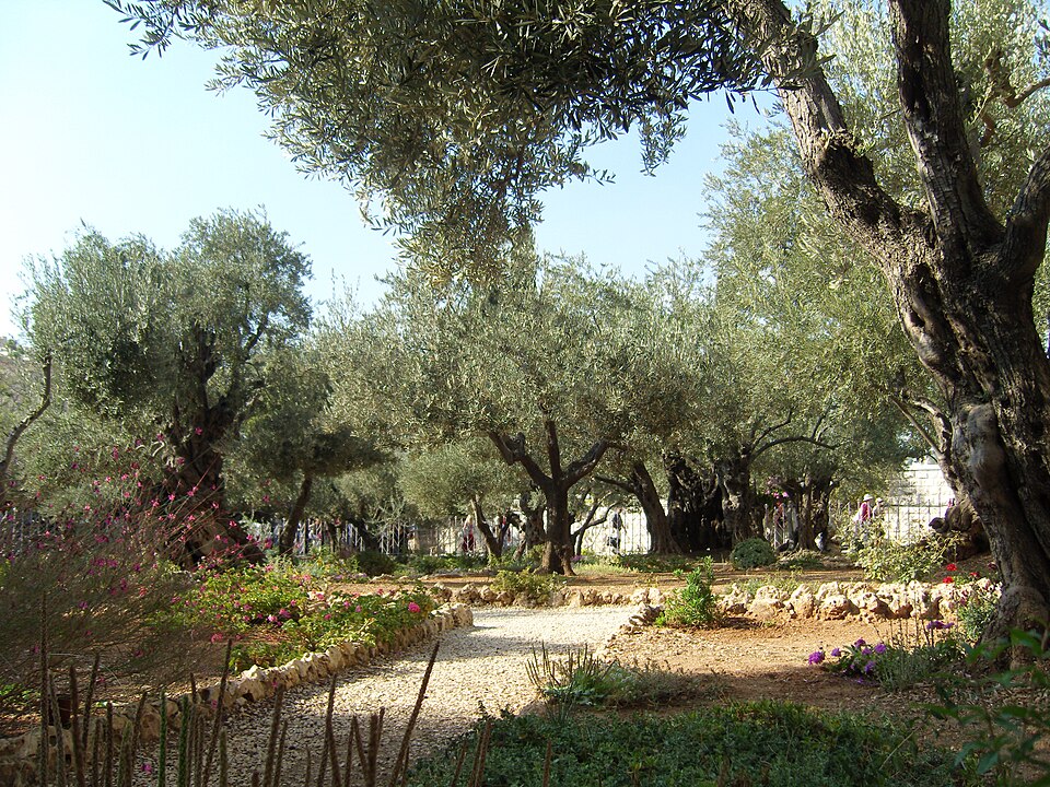 Ponto Turístico Jardim de Getsemani (Florestas) em Jerusalém